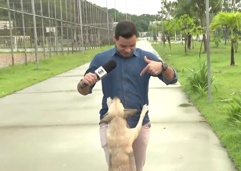 Vídeo: Vira-lata caramelo viraliza ao 'invadir' reportagem da TV Globo