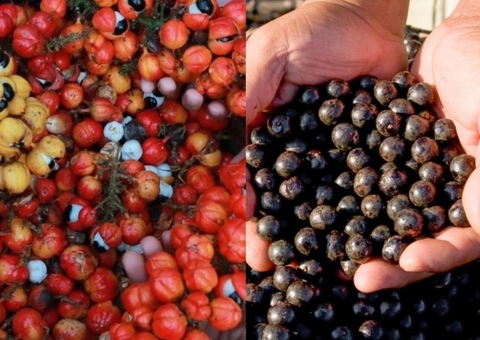 Açaí e guaraná estão entre as melhores frutas do mundo, segundo guia internacional