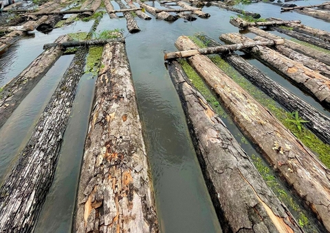 Cerca de 600 toras de madeira ilegal são apreendidas no Amazonas