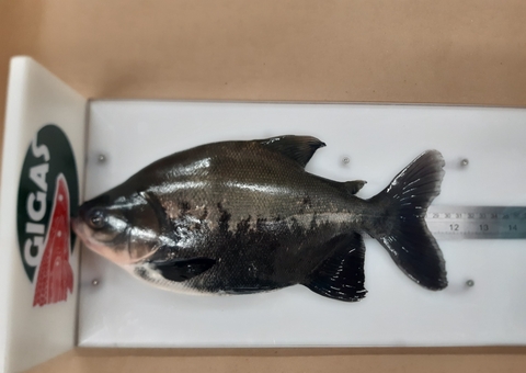 Pesquisa que utiliza vísceras de tambaqui é solução para reduzir gastos de ração animal