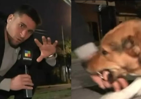 Repórter tenta fazer carinho em cão 'assassino' e é mordido ao vivo; vídeo
