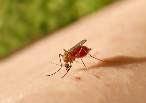 Ministério da Saúde investiga quatro mortes suspeitas de febre oropouche