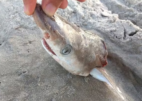 Pesquisa encontra cocaína em tubarões na costa do Rio de Janeiro 