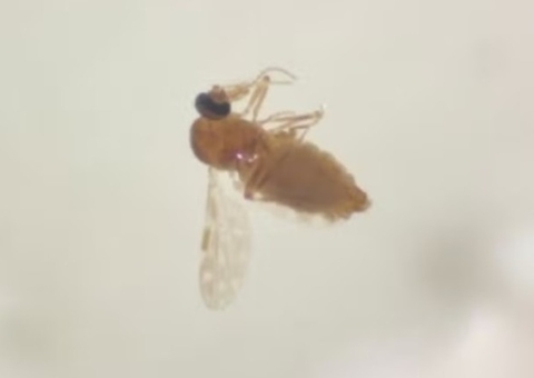 Primeiras mortes por febre do oropouche no mundo são registradas no Brasil