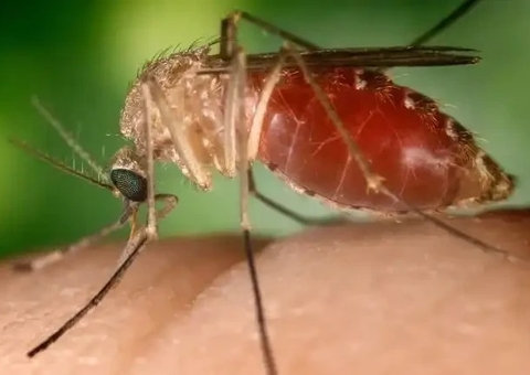 Febre do Oropouche: Conheça os riscos de surto no país