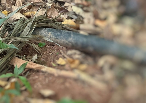 Polícia encontra cabeça de homem desovado em matagal no São Raimundo