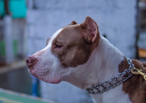 Idoso é preso por maus-tratos a pitbull