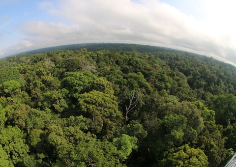 Desmatamento cai 46,9% no Amazonas em um ano, aponta Inpe