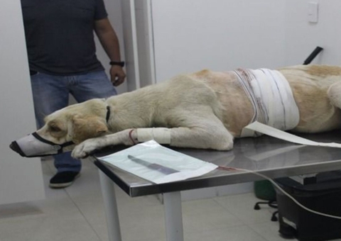 Homem alega que esfaqueou cachorro no Mutirão porque ele o mordeu; polícia contesta versão