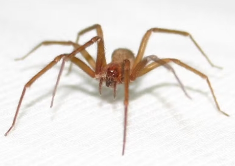 Jovem morre ao ser picado por aranha-violinista