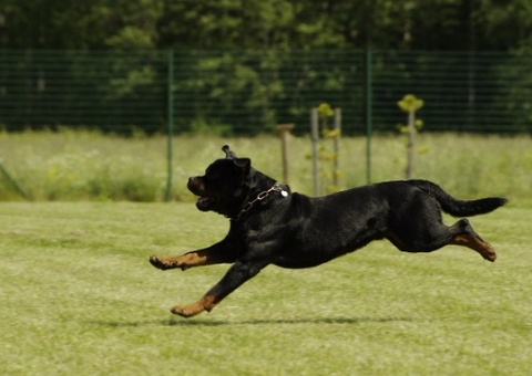 Homem tenta abusar de cachorro de rua e é morto por rottweiler