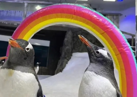 Pinguim famoso por 'casamento gay' morre na Austrália 