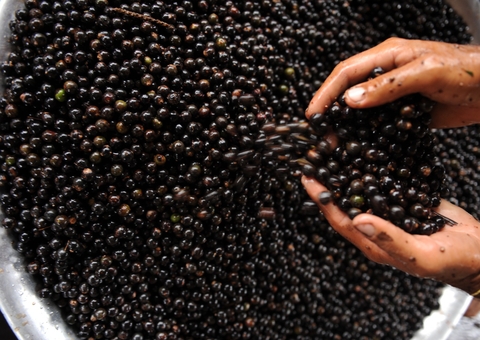 Amazonas é destaque em sustentabilidade ambiental, segundo pesquisa