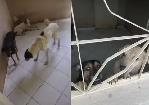 Tenente da PM preso por maltratar cachorros é solto