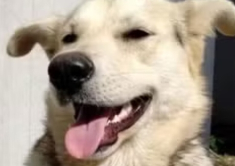 Mãe é investigada por pagar R$ 100 para matar cachorro da própria filha