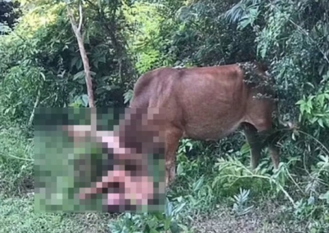 Suspeito de tentar estuprar vaca pode ser enviado para a guerra na Ucrânia