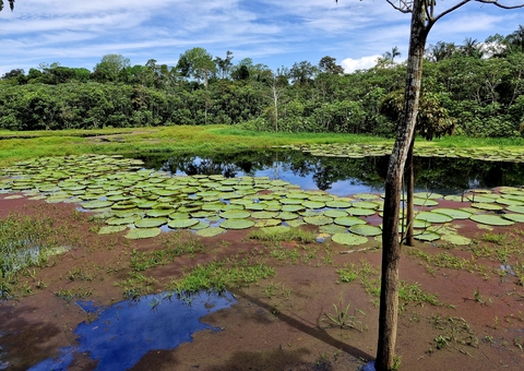 Dia da Amazônia: Especialista destaca importância da preservação