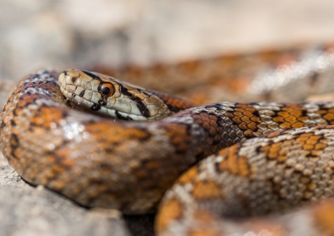 Marido encontra esposa sendo engolida por cobra píton