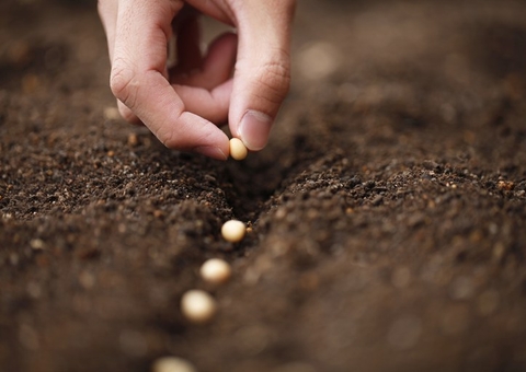 Adaf alerta sobre prazo final de proibição do plantio de soja no Amazonas