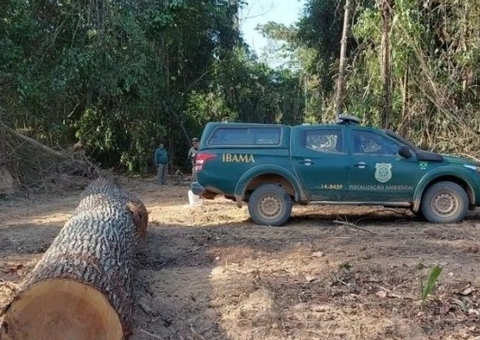Ibama desarticula fraude de madeireiros na Amazônia e aplica multas milionárias