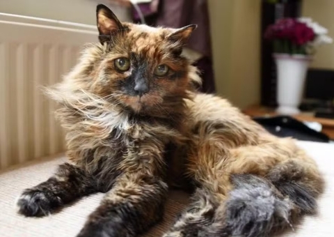 Gata mais velha do mundo, Rosie morre aos 33 anos