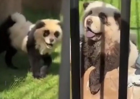 Zoo na China pinta cães da raça chow chow para parecerem pandas e choca visitantes
