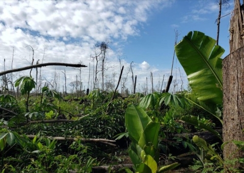 Justiça condena quatro pessoas a pagar R$ 11 milhões por desmatamento no AM