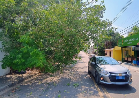 Árvore tomba e bloqueia parcialmente rua no bairro de Flores
