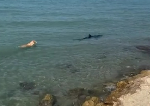 Cachorro enfrenta tubarão e viraliza na Espanha