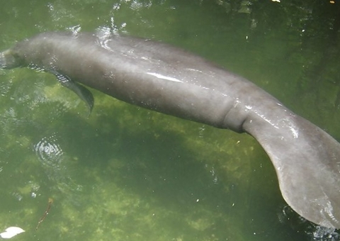 Seca de rios favorece caça e pesca ilegais na Amazônia