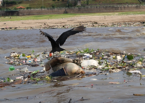 Fotógrafo flagra cadáver com mãos amarradas sendo devorado por urubu em Manaus