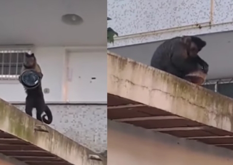 Vídeo: Macaco-prego é flagrado furtando bolo de apartamento no Rio