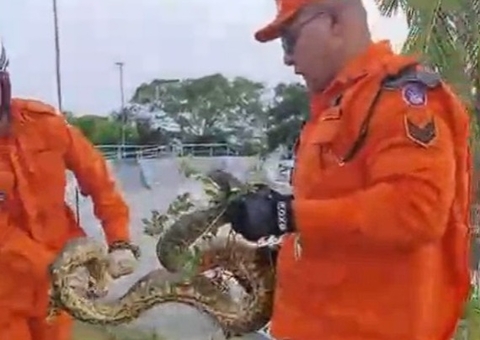 Vídeo: Cobra é encontrada no calçadão da Ponta Negra