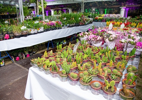 Após autorização, Feira de Flores de Holambra começa hoje em Manaus