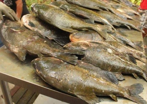 Pesca do tambaqui está proibida até 2025 no Amazonas 