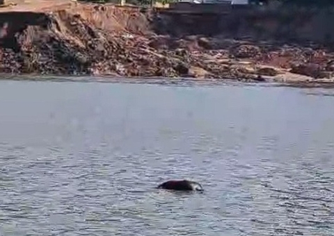 Corpo é encontrado boiando no porto da Terra Preta em Manacapuru 