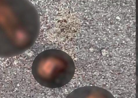 Cena macabra: Dedos humanos são encontrados na rua em Manaus