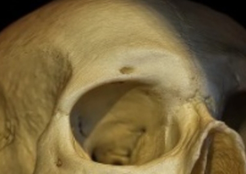 Crânio humano é encontrado em comunidade no Amazonas