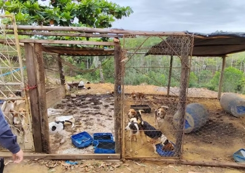 80 cachorros são resgatados em estado de desnutrição em meio a animais mortos