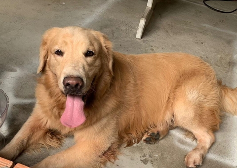 Conhece o dono? Cachorro perdido é resgatado no Japiim