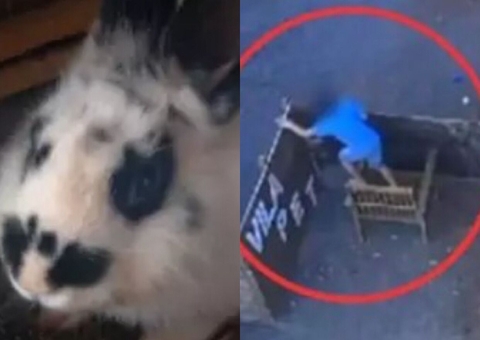 Coelha que sobreviveu a massacre de criança de 9 anos recebe nome de Vitória