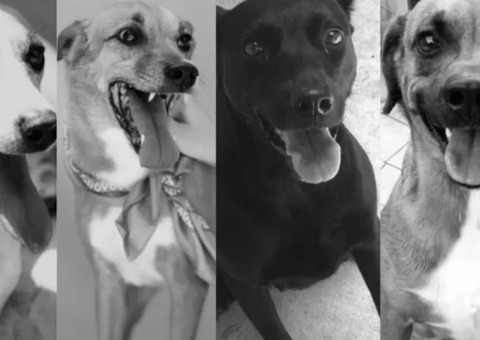 Ataque de abelhas deixa quatro pessoas feridas e seis cachorros mortos em abrigo
