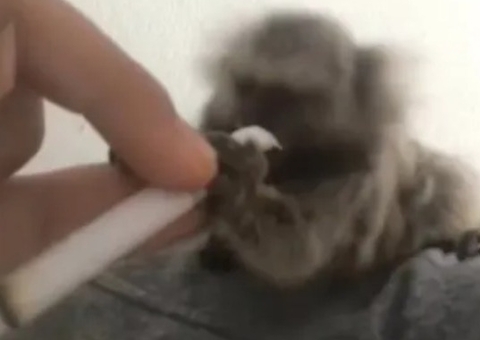 Jovem posta vídeo drogando macaco sagui e é preso por maus-tratos