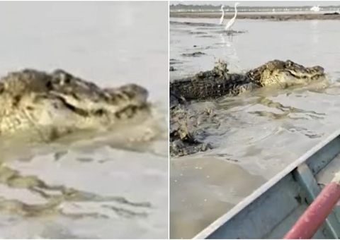 Pescador atravessa lago repleto de jacarés durante seca no Amazonas; vídeo