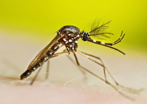 Medicamento oral contra dengue será testado em humanos no Brasil