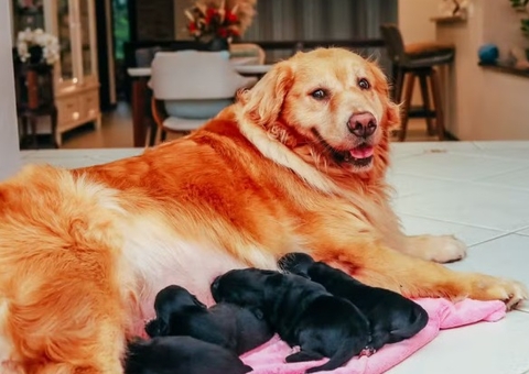 Golden Retriever viraliza ao ficar grávida de Shih Tzu
