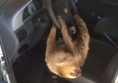 Preguiça ao volante! Morador se depara com animal dentro de carro na Ponta Negra