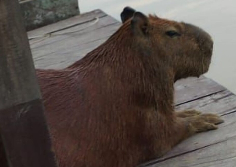 Capivara Filó fica ferida ao ser atacada com 'remada' em Autazes