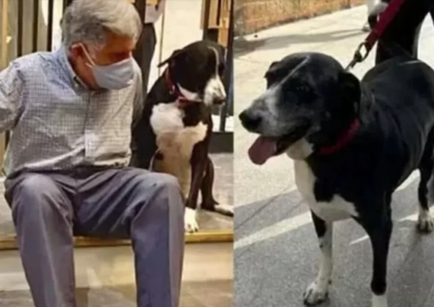 Dono da Jaguar e Land Rover deixa herança milionária para seu cachorro