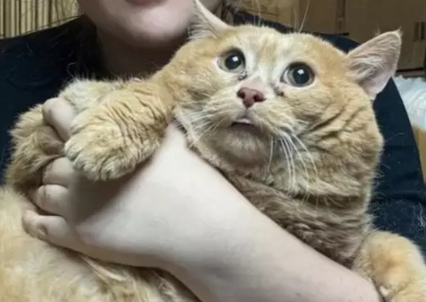 Com 17kg, gato mais gordo do mundo morre ao entrar em centro de emagrecimento